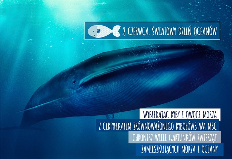 Duży delfin 8 czerwca
